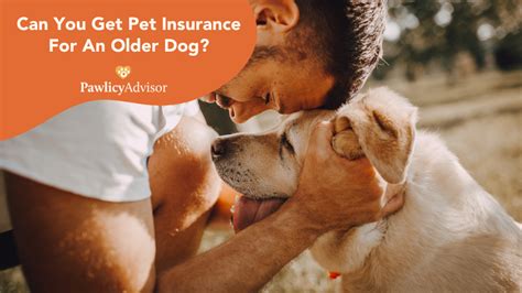 older dog insurance